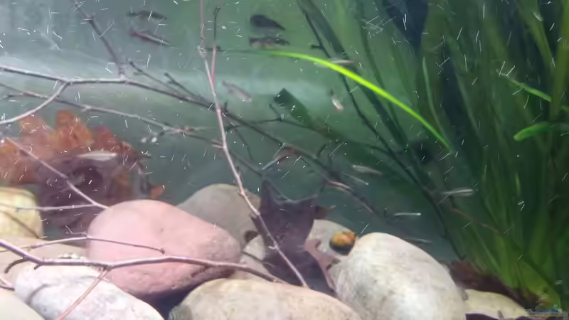 VietnamesischeKardinälchen  von Miss Kasimir (28)