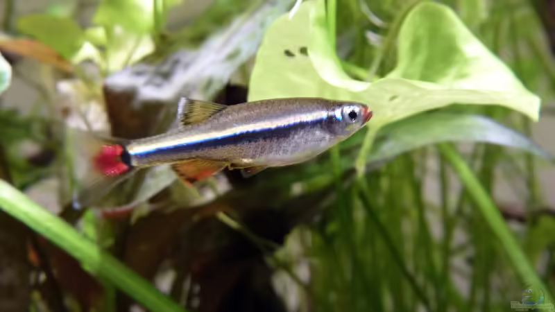 Vietnamesischer Kardinalfisch - vermutlich ein Weibchen von Summse (38)