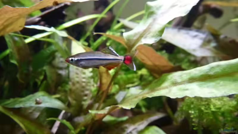 Vietnamesischer Kardinalfisch von Summse (41)