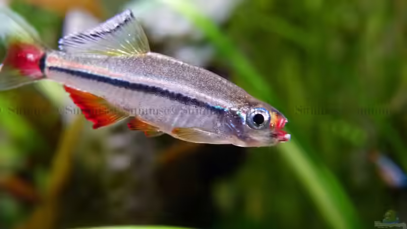 Aquarien mit Tanichthys micagemmae (Vietnamesischer Kardinalfisch)