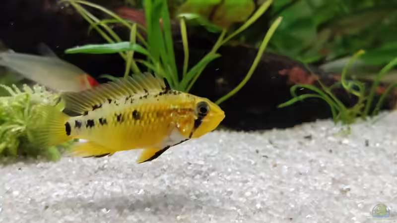 Villavicencio-Zwergbuntbarsch, Apistogramma macmasteri Weibchen von Woidma (104)