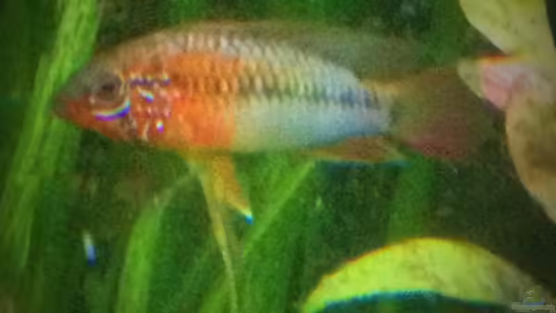Villavicenciozwergbuntbarsch männlich von parrots-of-fire.de (7)