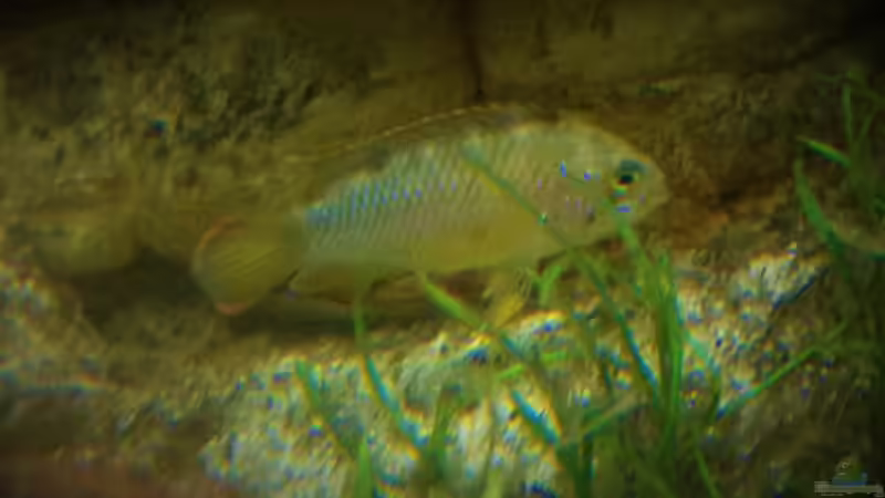 Villavicenciozwergbuntbarsch weiblich von parrots-of-fire.de (8)