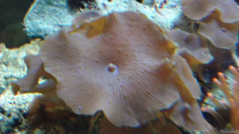 Violette Scheibenanemone von Mario Dorner (11)