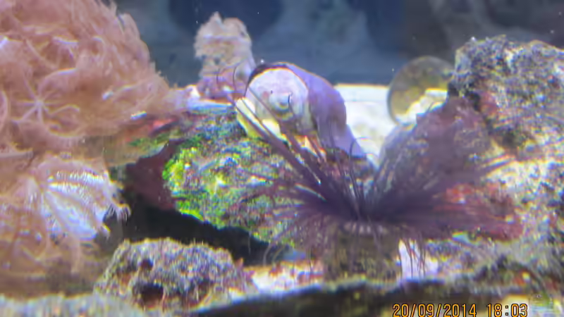 Violette Zylinderrose von lippfisch (39)