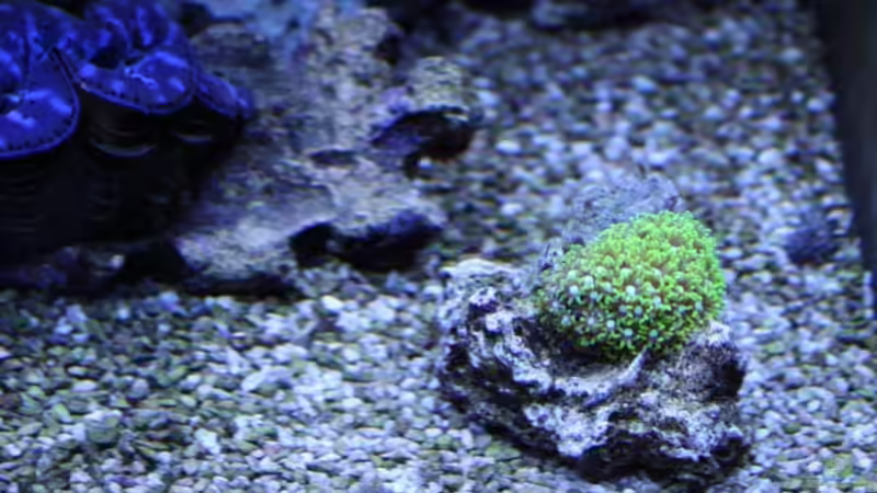 viridis 12.09.2009 von Stephan Ascher (27)