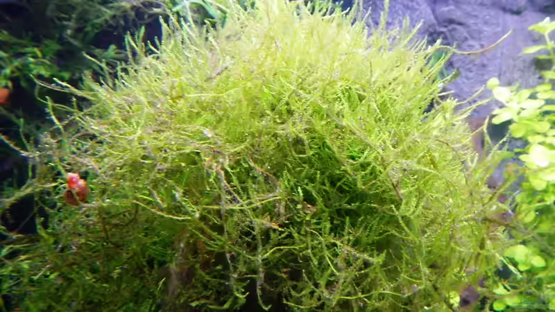 Visicularia dubyana von borellii (14)