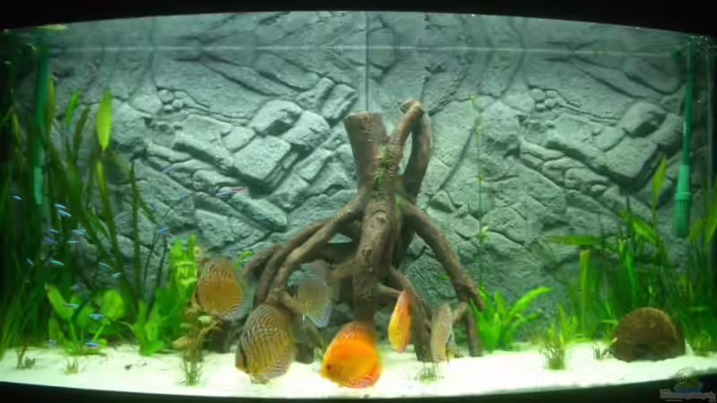 Vision 260 von Diego386 (1)