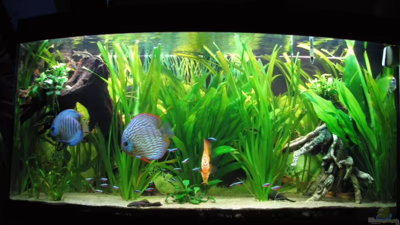 Vision 260 von Stefan (1)