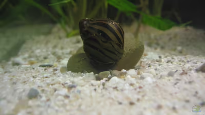 Vittina coromandeliana 	 von Tiburón (47)