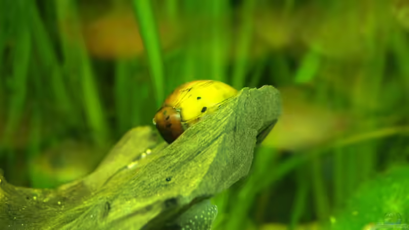 Vittina coromandeliana von Theresa Horak (15)