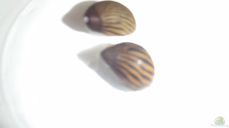 Vittina coromandeliana (Zebra Rennschnecke) von Pflanzennarr (36)