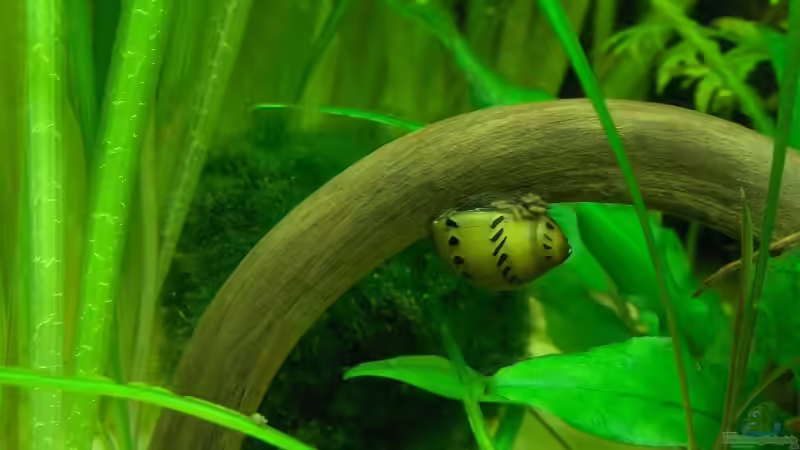 Vittina semiconica, Rennschnecke Orange Track von Der Siems (48)