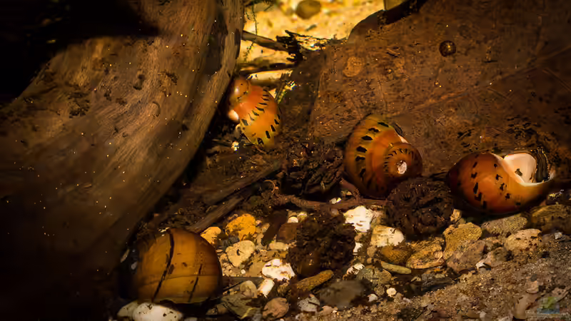 Vittina semiconica im Aquarium halten (Einrichtungsbeispiele für Punktnapfschnecken)