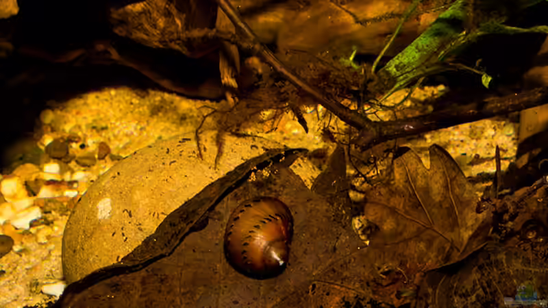 Vittina semiconica im Aquarium halten (Einrichtungsbeispiele für Punktnapfschnecken)