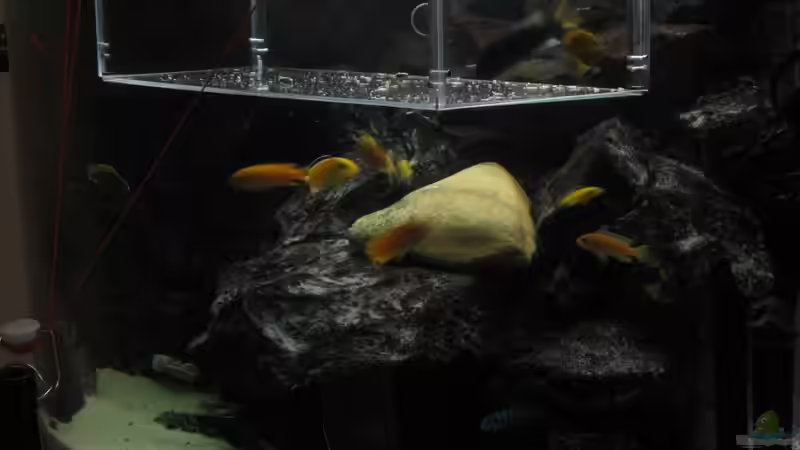 Vlt bisle groß die Plexibox von HessiJames (34)