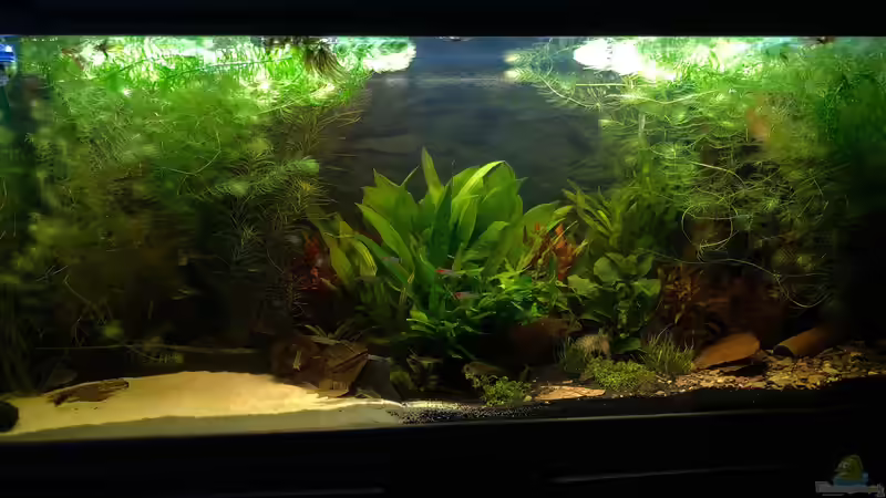 Voderansicht von Manu Trauti (1)