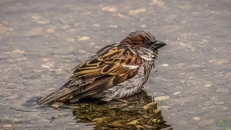 Vögel am Gartenteich: Eine faszinierende Begegnung mit gefiederten Gästen