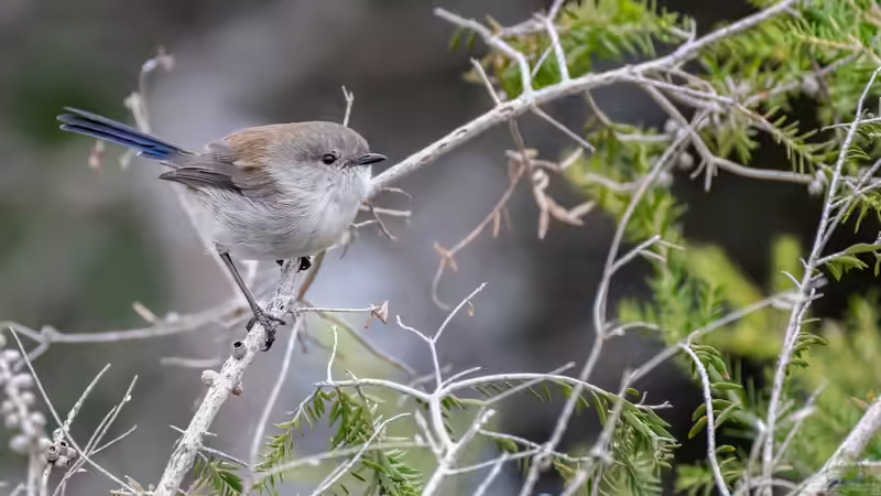 Vögeln im Garten Schutz und Nahrung bieten - Ein umfassender Leitfaden