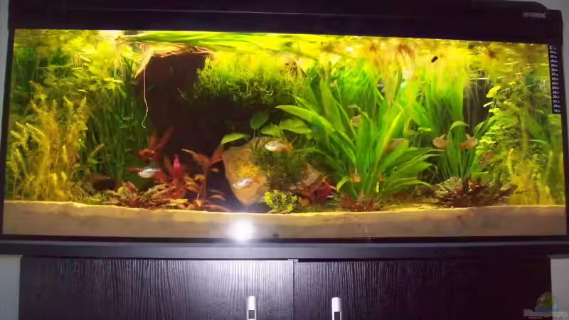 völlig zugewachsen von Lotte und Hendo (5)