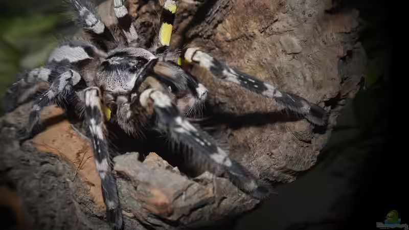 Vogelspinnen: Die häufigste Haltungsfehler