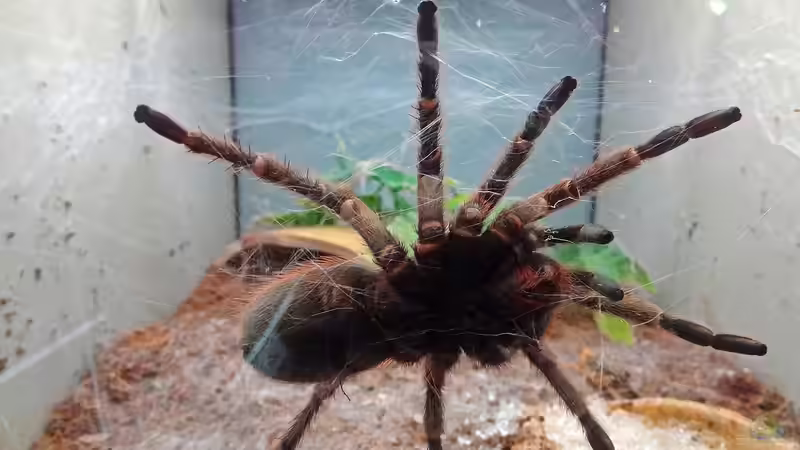 Vogelspinnen: Die häufigste Haltungsfehler