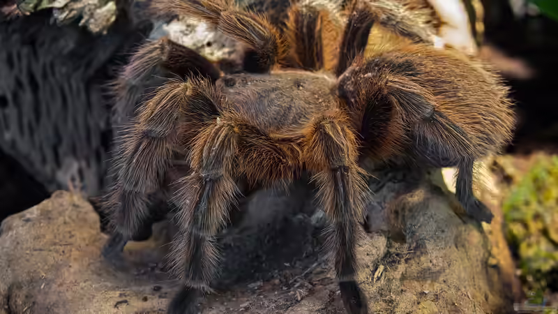 Vogelspinnen: Die häufigste Haltungsfehler