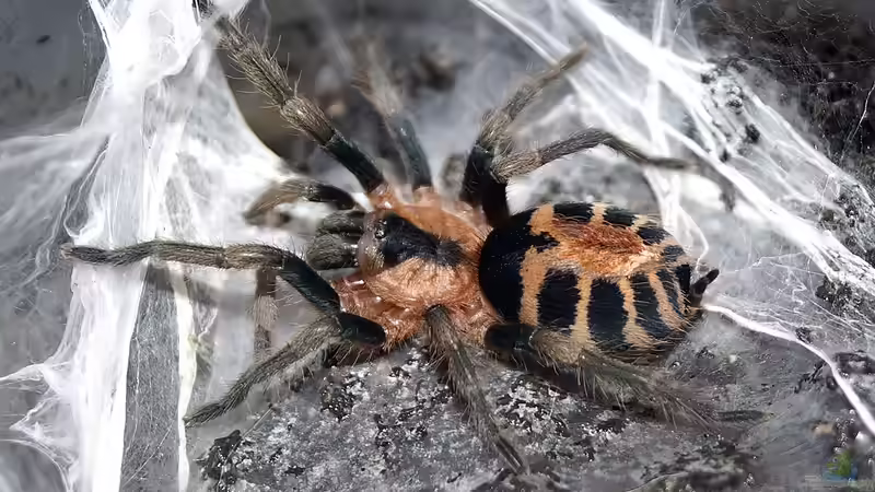 Vogelspinnen: Die häufigste Haltungsfehler