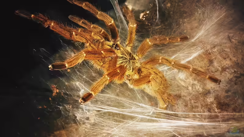 Vogelspinnen: Die häufigsten Haltungsfehler