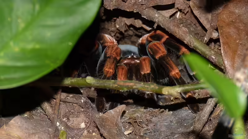Vogelspinnen: Die häufigsten Haltungsfehler