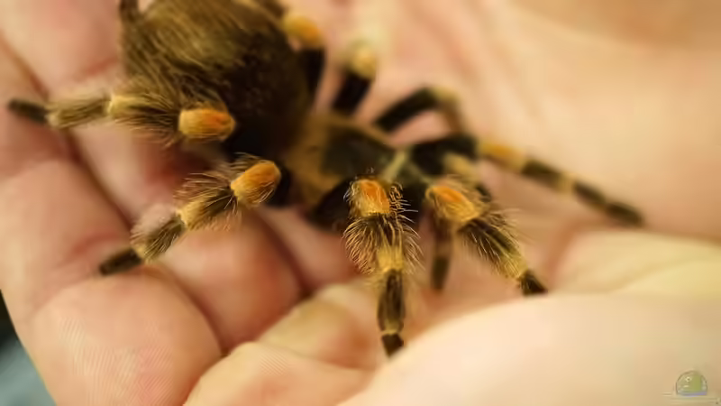 Vogelspinnen sind keine Streicheltiere: Die besonderen Herausforderungen für den Terrarianer