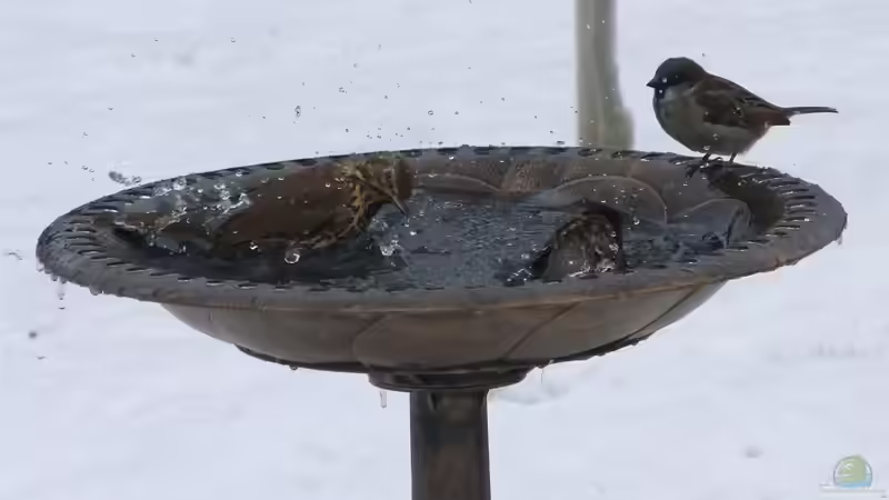 Vogeltränken neben dem Gartenteich - Eine Quelle der Freude für gefiederte Besucher