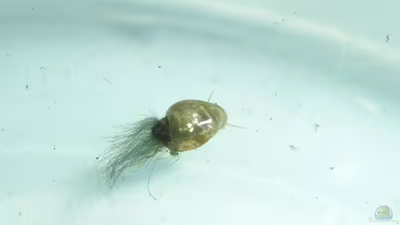 VoKuHiLa-Schnecke von Der Analyst (25)