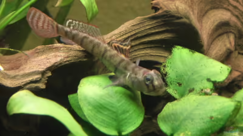 voll ausgefärbtes Schmettrelingsgrundel-Männchen Awaous flavus von Susann Czaika (14)