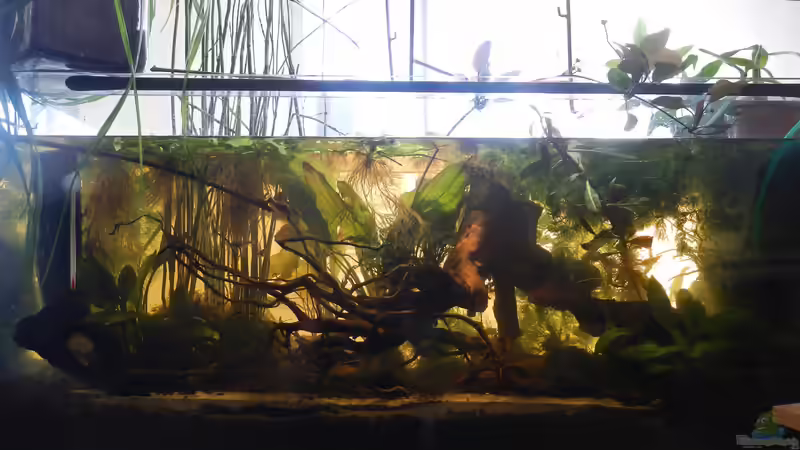 Voll bepflanzt. Nach zwei Tagen hat sich die Trübung gelegt. Tataa! von miv (10)