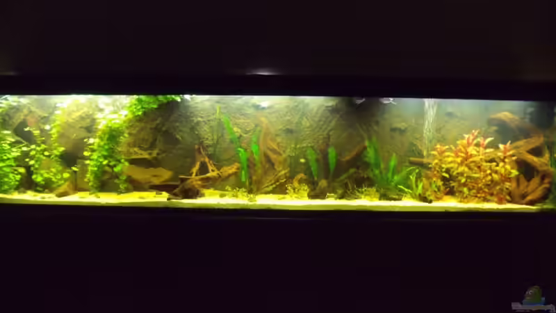 Voll Eingefahren mit Besatz von lupusmedicus (7)