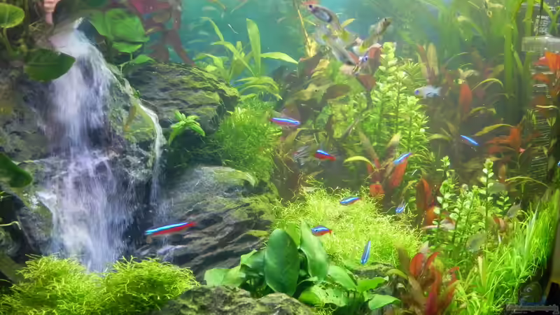 Voll im Trend: Ideen für deine Aquarium-Dekoration