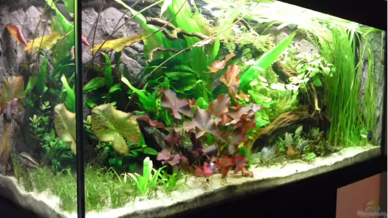 Vollansicht 11.07.2009 von Debby & Daniel (7)