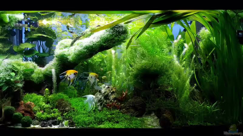 Vollansicht am 05.12.2015 von Sebastian Hartmann (76)