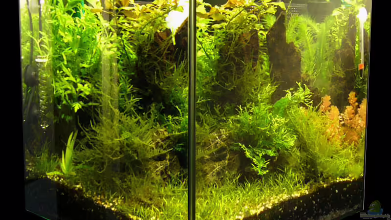 Vollansicht auf das Becken