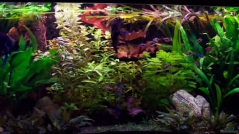 Vollansicht des AQ bei 100% Beleuchtung von Stefan Winkler (3)