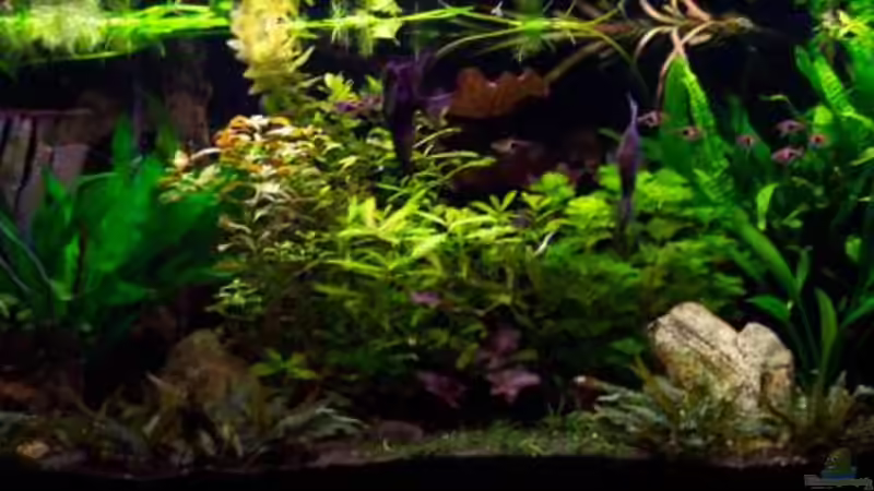 Vollansicht des AQ bei 50% Beleuchtung von Stefan Winkler (2)