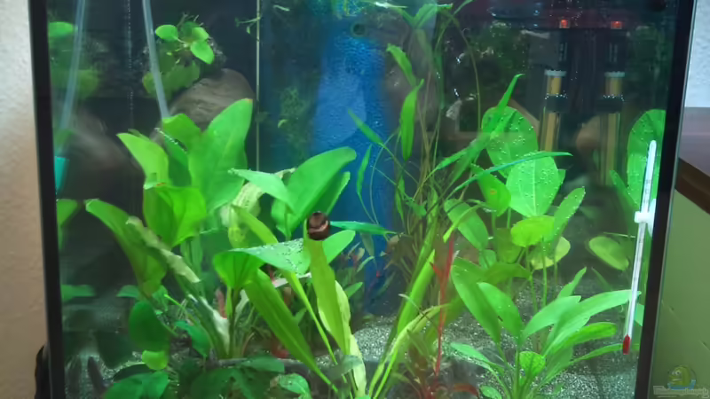 Vollansicht von De O (3)