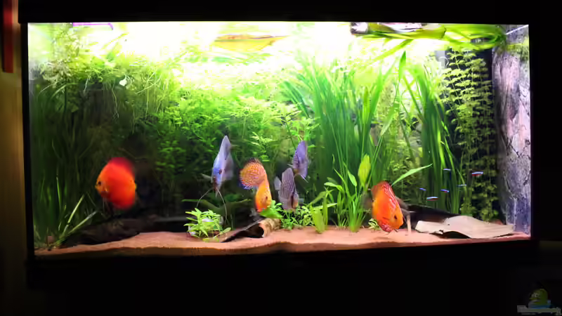 Vollansicht von JessiKa265 (2)