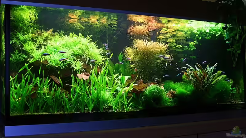 Vollansicht von Johann Fellner (8)