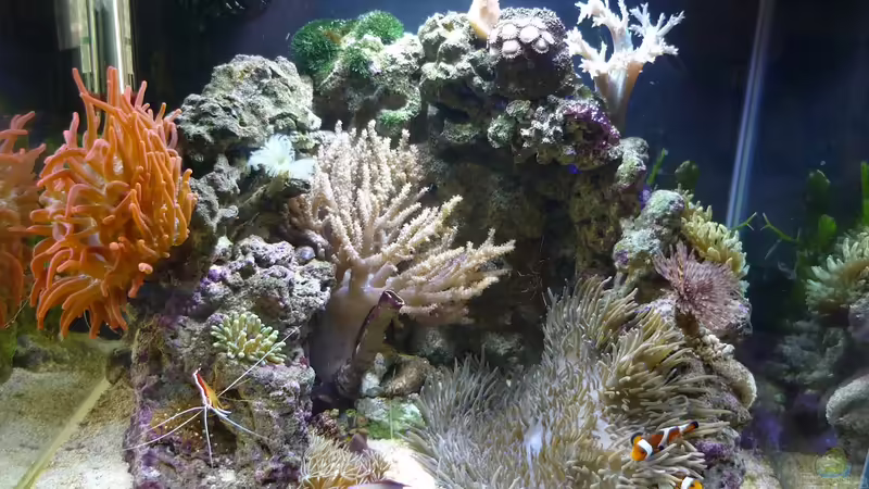 Vollansicht von Red ( Jürgen ) (13)