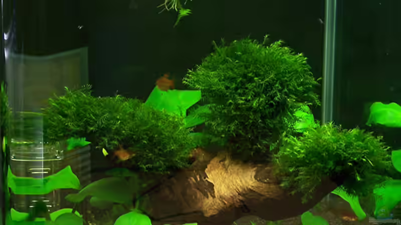 Vollansicht von Tamura (1)