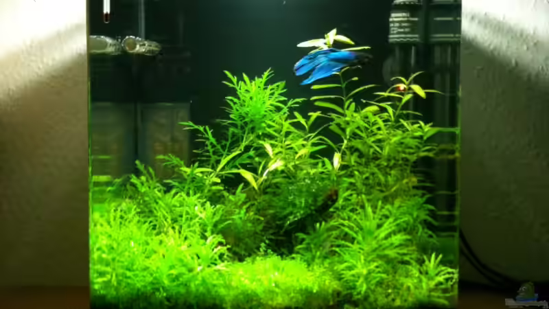 Vollansicht von Tonistyle69 (2)