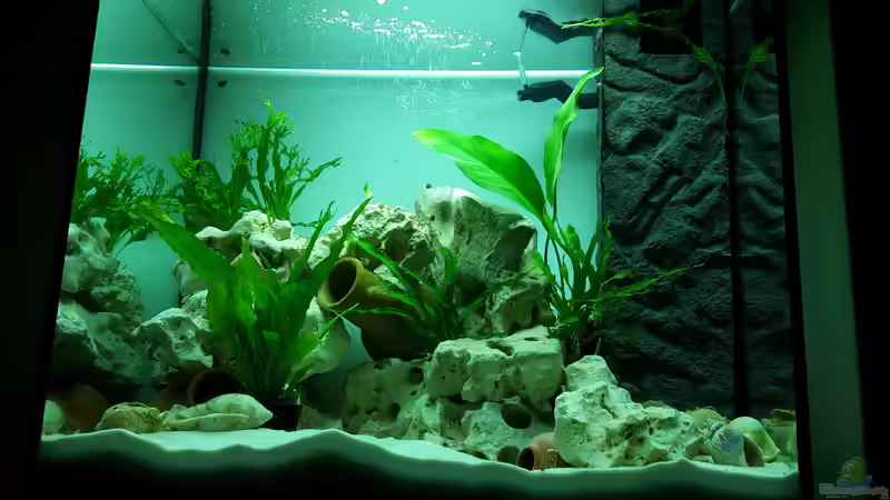 Vollausgestattete Juwel-Filteranlage, Jäger100 Heizer, T5 Daylight incl. Reflektoren; von Stabheuschrecke23 (7)