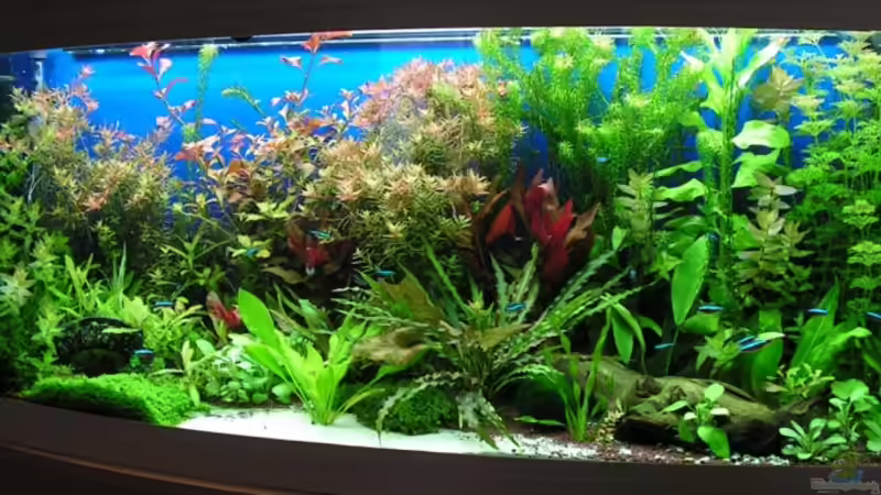 Vollbild des Beckens von Carsten Schröder (1)